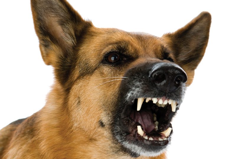 animal-bites-png-dog-bites-protecting-your-staff-clients-800