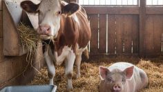 WhatsApp Image 2025-12-04 at 14.32.09