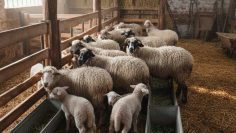 WhatsApp Image 2025-12-10 at 09.52.00