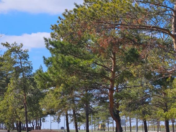 WhatsApp Image 2026-04-09 at 17.11.47