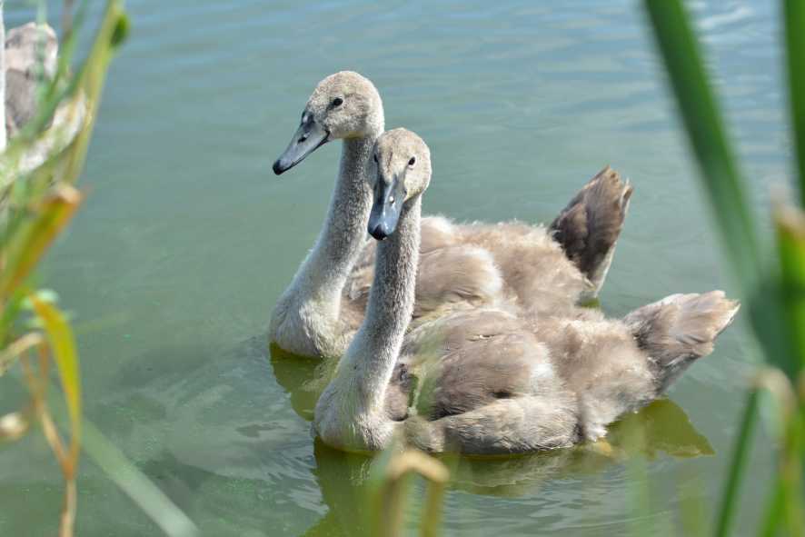 nature-bird-lake-wildlife-beak-fauna-swan-duck-neck-swans-vertebrate-waterfowl-water-bird-a-young-bird-ducks-geese-and-swans-867494