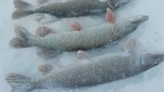 WhatsApp Image 2026-01-12 at 16.02.14