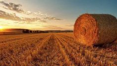 WhatsApp Image 2026-04-07 at 10.20.19