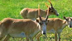 1651722105_saiga-43