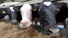 whatsapp-image-2025-11-25-at-13.10.28-2