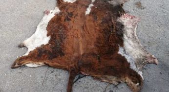 В Наурзумском районе похитили и застрелили корову