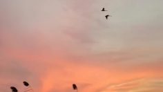 WhatsApp Image 2026-04-20 at 14.41.01